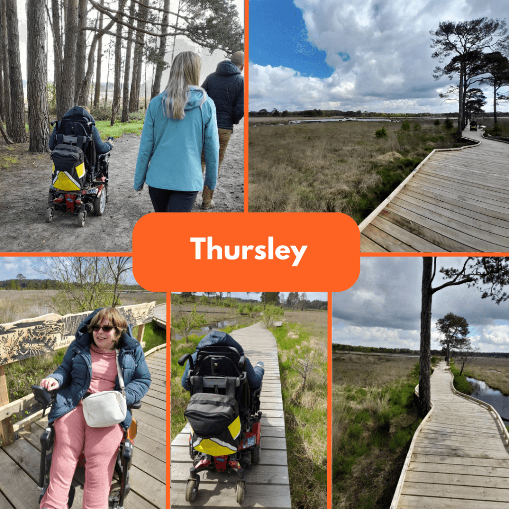 a collection of photos of staff and members exploring Thursley Nature Reserve on the boardwalk and through the forest.